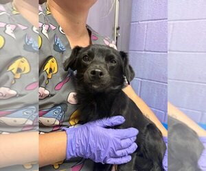 Chihuahua-Unknown Mix Dogs for adoption in New York, NY, USA