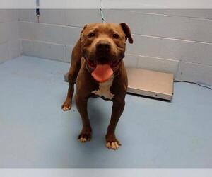 American Pit Bull Terrier-Unknown Mix Dogs for adoption in Moreno Valley, CA, USA