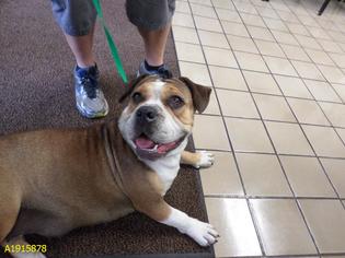 Bully Basset Dogs for adoption in West Palm Beach, FL, USA