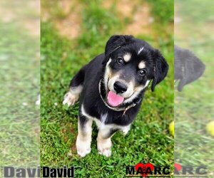 Alaskan Malamute-Retriever  Mix Dogs for adoption in Maryville, TN, USA
