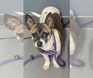 Chihuahua-Unknown Mix Dogs for adoption in Tallahassee, FL, USA