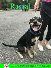 Doberman Pinscher-Labrador Retriever Mix Dogs for adoption in Pensacola, FL, USA