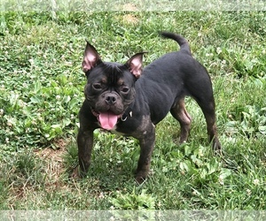 Faux Frenchbo Bulldog Dogs for adoption in Derwood, MD, USA