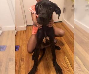 Great Dane Dogs for adoption in Staten Island, NY, USA