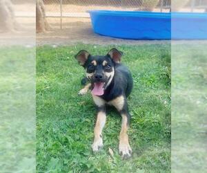 Chihuahua Dogs for adoption in Riverside, CA, USA