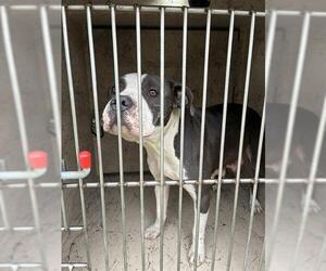 American Pit Bull Terrier Dogs for adoption in Louisville, KY, USA