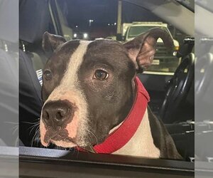 American Pit Bull Terrier Dogs for adoption in St. Ann, MO, USA