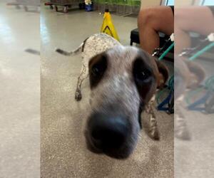 Bluetick Coonhound-Unknown Mix Dogs for adoption in Louisville, KY, USA