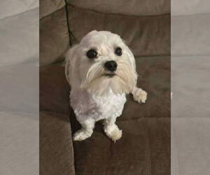 Maltese Dogs for adoption in Croydon, NH, USA