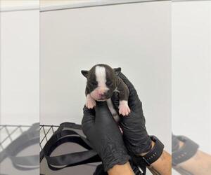 American Pit Bull Terrier-Unknown Mix Dogs for adoption in San Bernardino, CA, USA