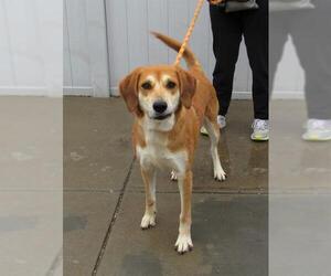 English Coonhound-Unknown Mix Dogs for adoption in Louisville, KY, USA