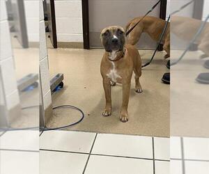 Boxer-Unknown Mix Dogs for adoption in Derwood, MD, USA