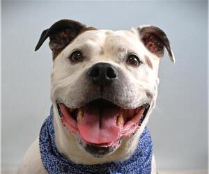 Bull-Boxer Dogs for adoption in Fort Collins, CO, USA