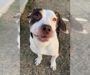American Pit Bull Terrier Dogs for adoption in Bakersfield, CA, USA