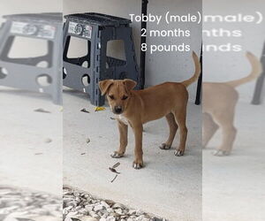 Carolina Dog-Feist Terrier Mix Dogs for adoption in Virginia Beach, VA, USA