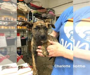 Mountain Cur-Unknown Mix Dogs for adoption in Hernando, MS, USA