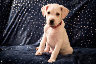 Labrador Retriever Dogs for adoption in Livonia, MI, USA