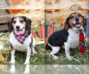 Beagle Dogs for adoption in Bardstown, KY, USA