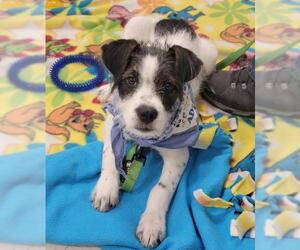 Mutt Dogs for adoption in Shakopee, MN, USA