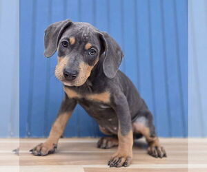 Doberman Pinscher-Unknown Mix Dogs for adoption in Lakewood, CO, USA