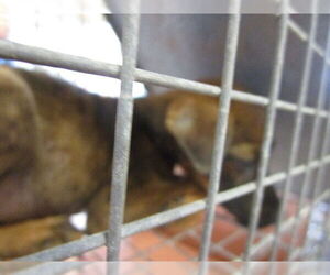 Labrador Retriever-Unknown Mix Dogs for adoption in Ocala, FL, USA