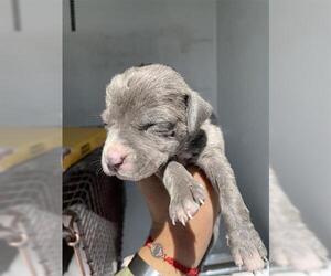 American Pit Bull Terrier-Unknown Mix Dogs for adoption in Houston, TX, USA