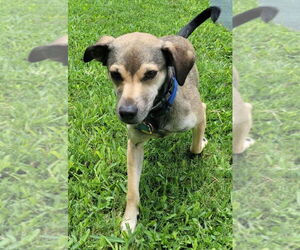 Labrador Retriever-Unknown Mix Dogs for adoption in San Antonio, TX, USA