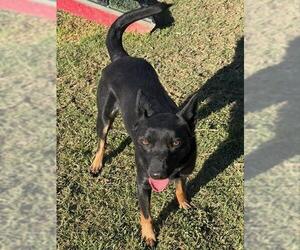 German Shepherd Dog-Unknown Mix Dogs for adoption in Riverside, CA, USA