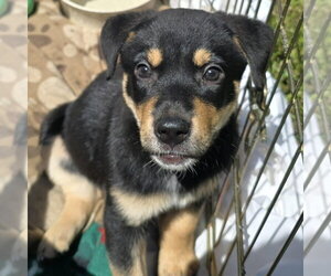 German Shepherd Dog-Unknown Mix Dogs for adoption in Minneapolis, MN, USA