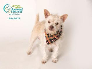 Norwich Terrier Dogs for adoption in Camarillo, CA, USA