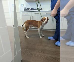 Mutt Dogs for adoption in Palmetto, FL, USA