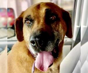 Black Mouth Cur Dogs for adoption in Wadena, MN, USA