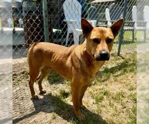 Carolina Dog-Unknown Mix Dogs for adoption in Conroe, TX, USA