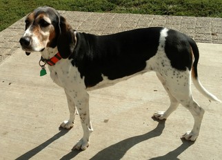 Medium Photo #1 Treeing Walker Coonhound Puppy For Sale in Ontario, , USA