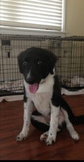 Border Collie-Unknown Mix Dogs for adoption in Kenner, LA, USA