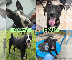 Mutt Dogs for adoption in Virginia Beach, VA, USA