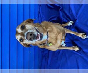 Golden Retriever Dogs for adoption in Longview, TX, USA