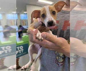 Mutt Dogs for adoption in San Antonio, TX, USA