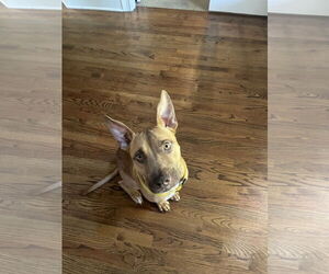 Carolina Dog-Pharaoh Hound Mix Dogs for adoption in Rockaway, NJ, USA