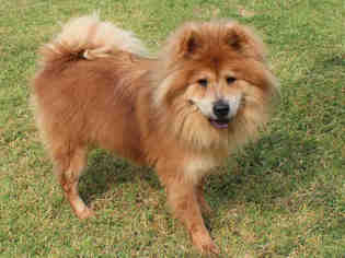 Chow Chow Dogs for adoption in Edmond, OK, USA