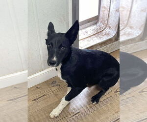 Australian Kelpie-Labrador Retriever Mix Dogs for adoption in Bolivar, MO, USA