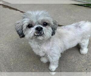 Shih Tzu Dogs for adoption in Martinez, CA, USA