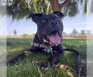 Mutt Dogs for adoption in Martinez, CA, USA