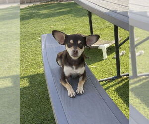 Chipin Dogs for adoption in La Verne, CA, USA