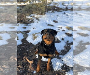 Rottweiler Dogs for adoption in Gilbert, AZ, USA