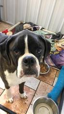 Boxer Dogs for adoption in Colfax, IL, USA