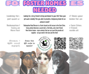 Mutt Dogs for adoption in Crystal, MN, USA