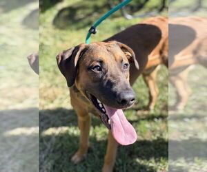 Bulldog-Labrador Retriever Mix Dogs for adoption in Manahawkin, NJ, USA