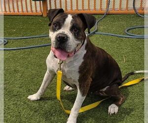 Boxer-Unknown Mix Dogs for adoption in Las Vegas, NV, USA
