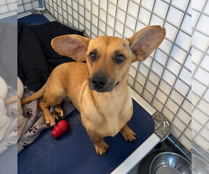 Chiweenie Dogs for adoption in Chico, CA, USA